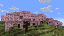 Minecraft 的下一次更新将添加樱花